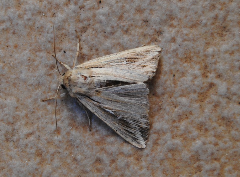 Id. Noctuidae